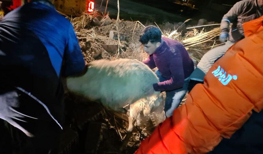 Aksaray’da Ahır Çöktü: