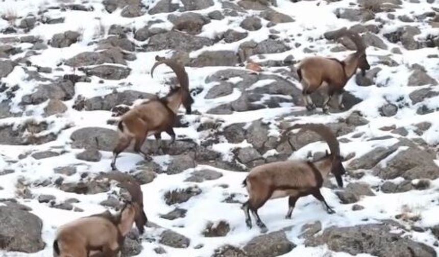 Aladağlar’da Kar Üzerinde Yaban Keçileri: Doğadan Kartpostallık Görüntüler