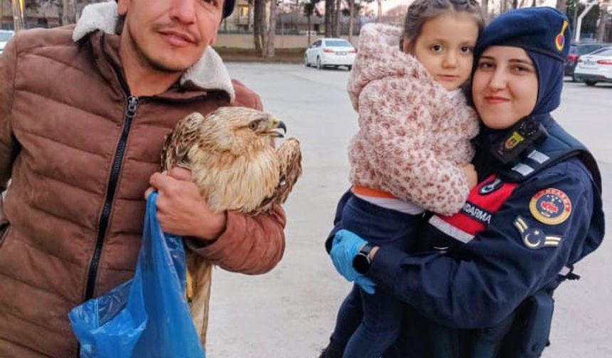 Amasya’da Yaralı Şahin Koruma Altına Alındı
