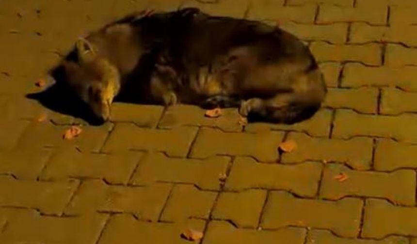 Atakum’da Bulunan Çakal Yavrusu Tedavi Altında