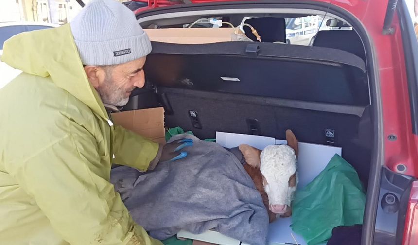 Bagajda buzağıya serum