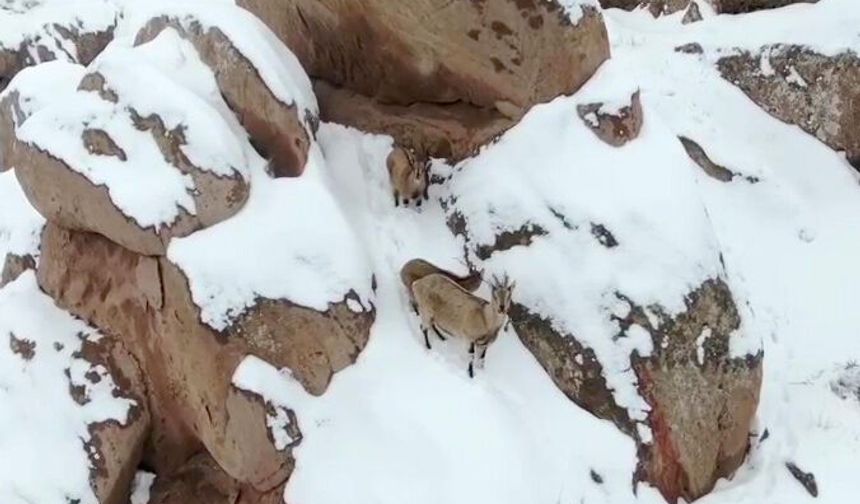 Dağ keçileri kamerada