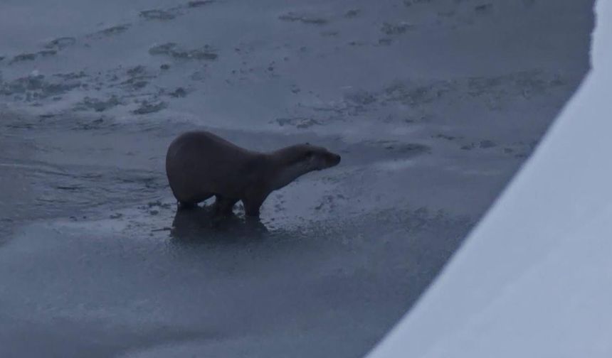 Hakkari'de su samuru görüntülendi
