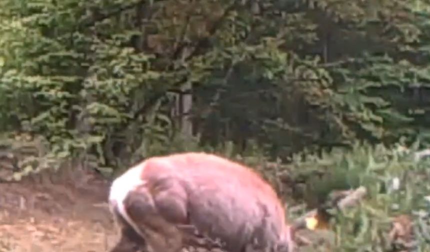 Kocaeli’de Geyik Fotokapana Takıldı