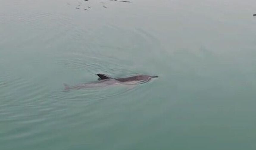 Mahsur kalan yunus kurtarıldı