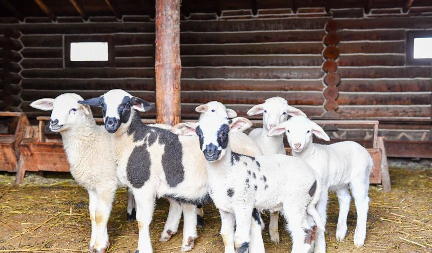 Altınköy’de Yeni Hayat Sevinci: 6 Minik Kuzu Dünyaya Gözlerini Açtı