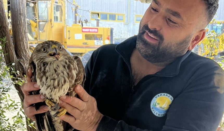 Giresun Dereli’de Yaralı Şahin Koruma Altına Alındı