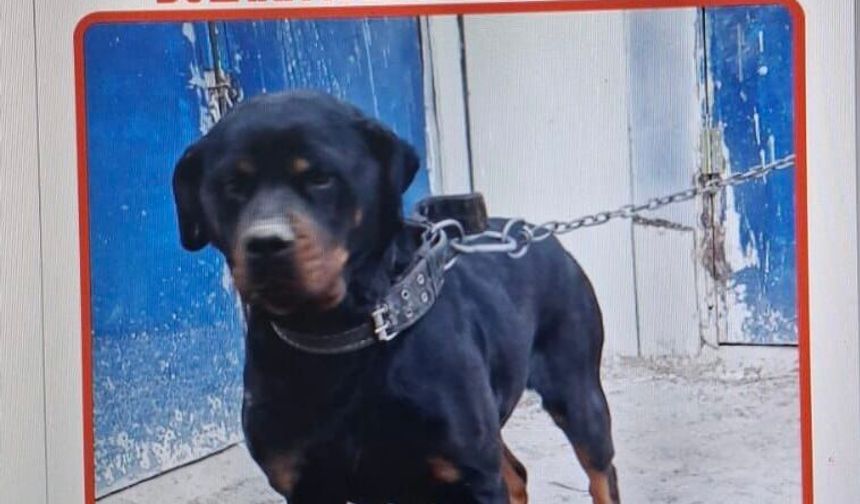 Ankara Sincan’da 3 Gündür Kayıp Köpek Aranıyor!