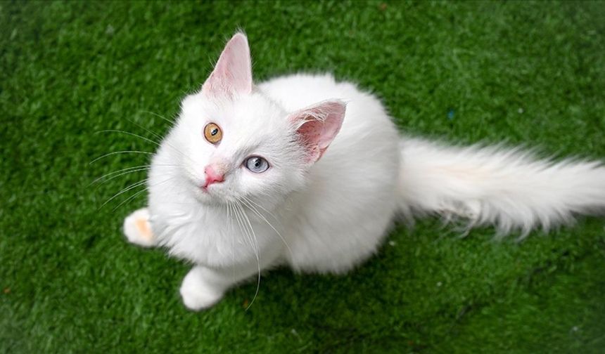 Aksaray’da Çatıdaki Kedi İtfaiyenin Müdahalesiyle Kurtarıldı