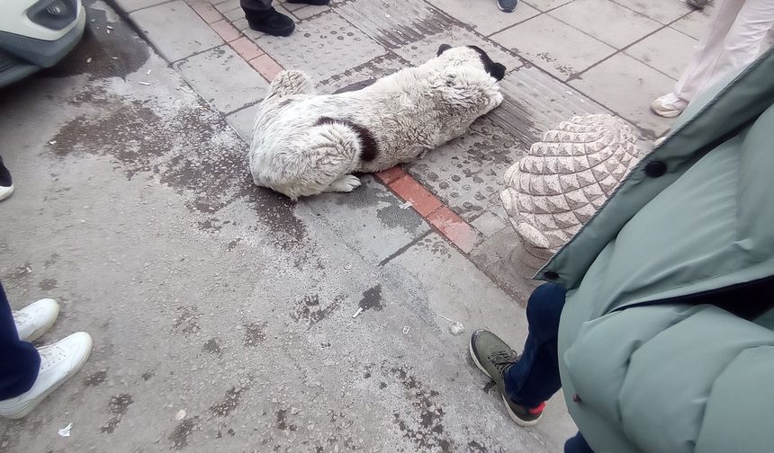 Metroda Köpek Darp İddiası: EGO’dan Soruşturma!