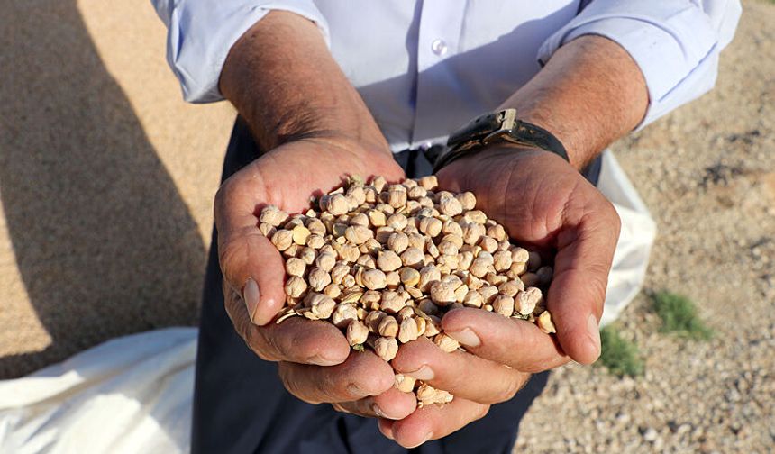 ABB ve Kalecik Belediyesi'nden Çiftçiye Nohut Desteği