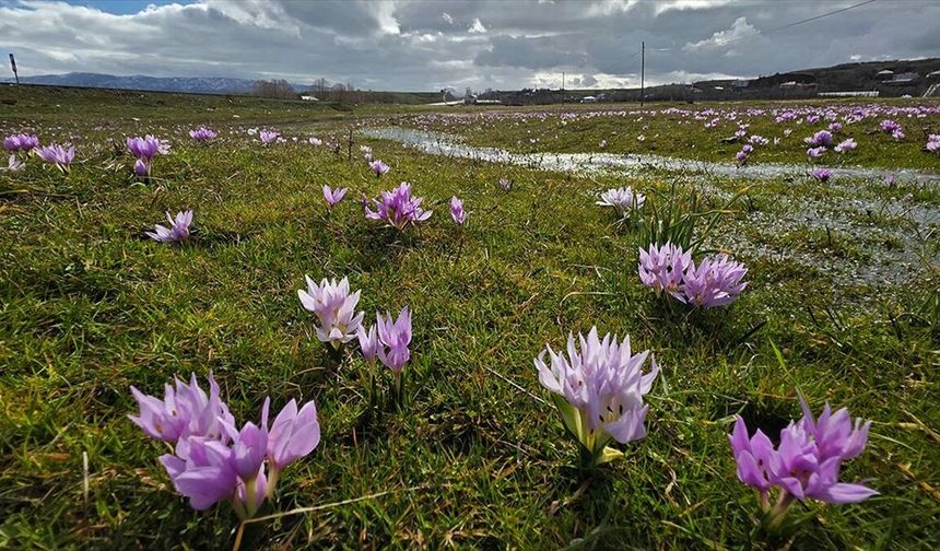 Bingöl’de Baharın Habercisi Çiğdemler Açtı