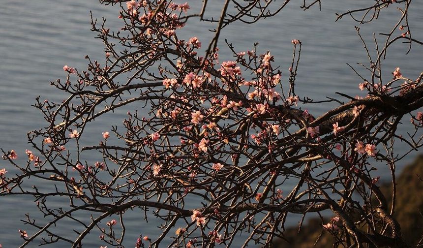 Tekirdağ'da badem ağaçları çiçek açtı