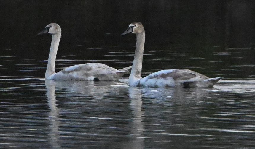 Yorgun düşen kuğular doğa koruma ekiplerinin gözetiminde