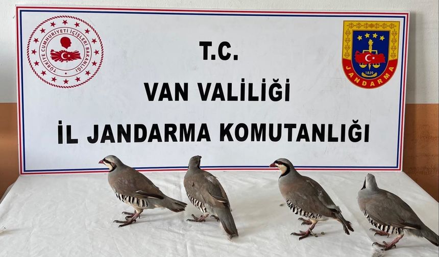 Kınalı keklik avı cezasız kalmadı