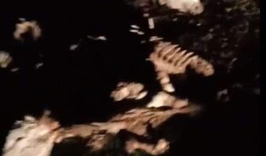Kırşehir'de 13 hayvan, ölü bulundu