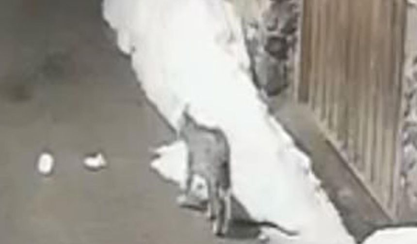 Köyde kedi avladı!