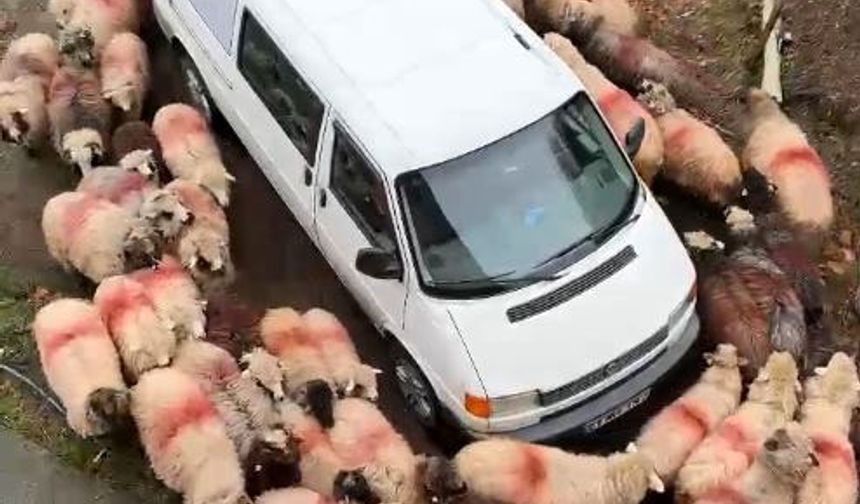 Koyunlardan şaşırtan görüntü,  minibüs etrafında döndüler