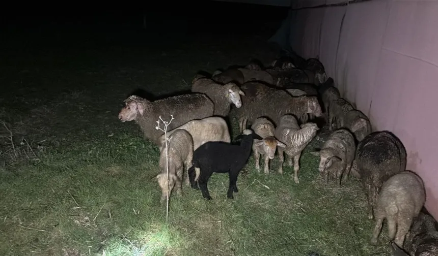 Tekirdağ Ergene’de Çiftlik Yangını: Telef Olan Küçükbaş Sayısı 230’a Çıktı