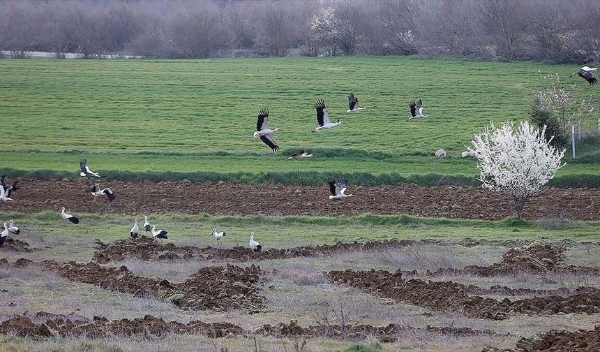 Leyleklerin Bahar Yolculuğu Başladı: Trakya’da Mola Verdiler