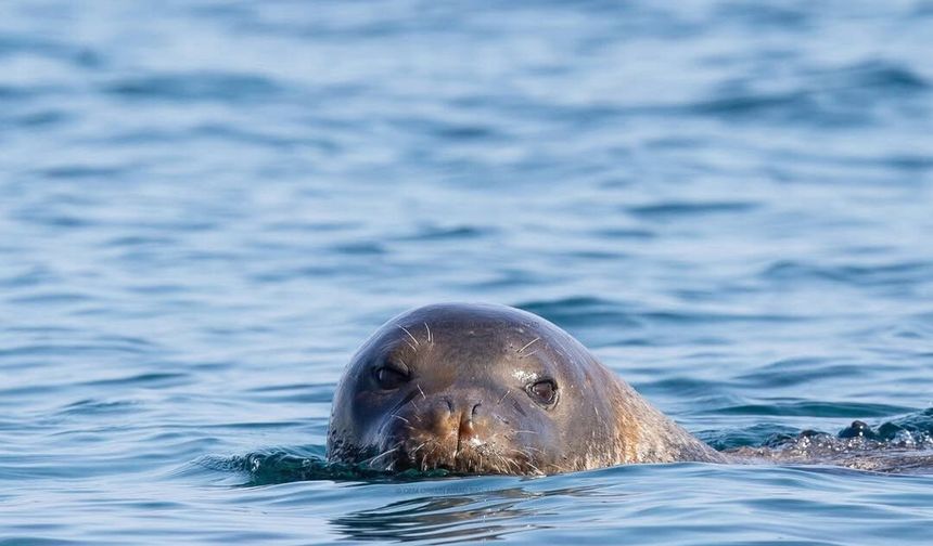 Akdeniz foku yuvalarına 'tur' şikayeti