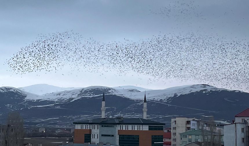 Ardahan’da Gökyüzü Kargalarla Kaplandı