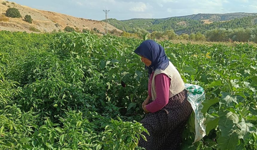 Depremzede kadınlar üretimle ayağa kalktı