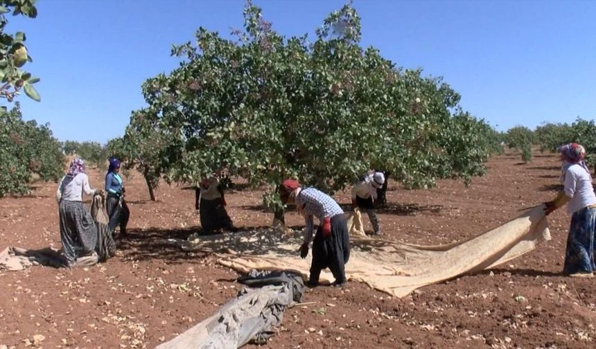 Gaziantep'te 'yeşil altın' için yüksek rekolte beklentisi