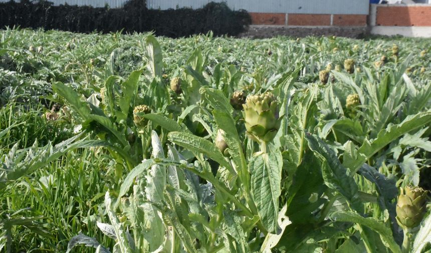 Menemen’de enginar hasadı başladı: İnternetten tüm Türkiye’ye gönderiliyor