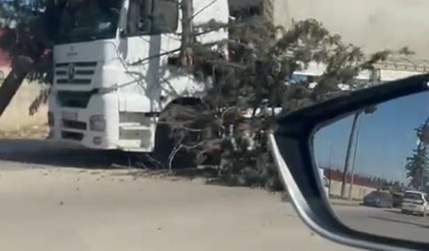 Rüzgar nedeniyle ağaçlar devrildi