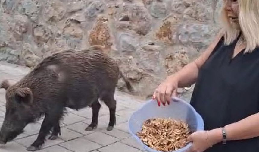 Safiye Soyman’dan ilginç anlar: Kapısına gelen yaban domuzunu besledi