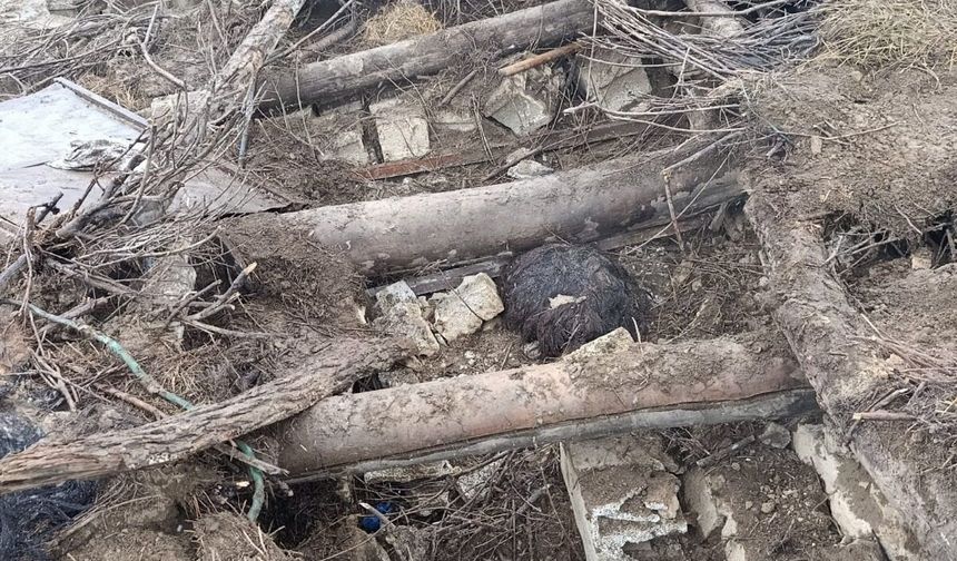 Van'da ahır çöktü