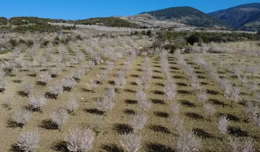 Demirci’de badem çiçekleri doğayı renklendirdi