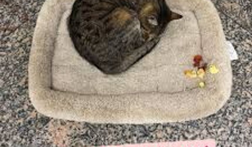 Yatağı Kaldırıldı, O Yerden Ayrılmadı: Şişhane’nin Kedisi Bekliyor!