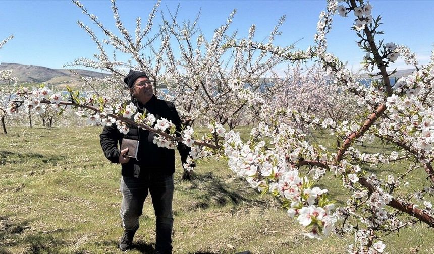 Keban Baraj Gölü çevresinde badem üretiminde umutlu bekleyiş