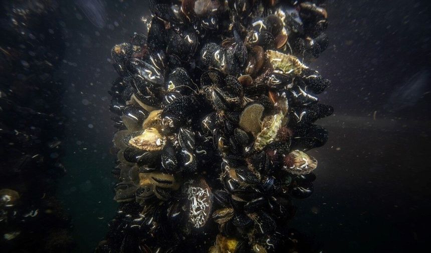 Midye çiftliklerinde pinalar için umut veren keşif