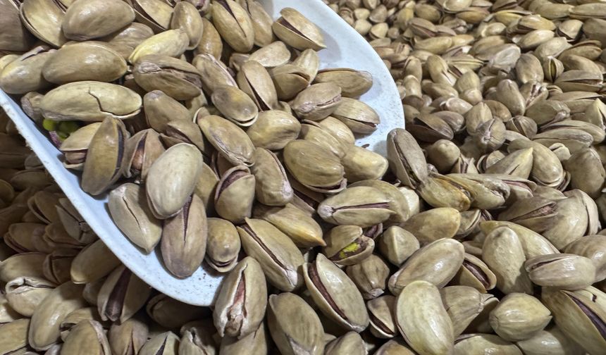 Türkiye’nin Fıstık İhracatı 2025’te 178 Milyon Dolara Ulaştı