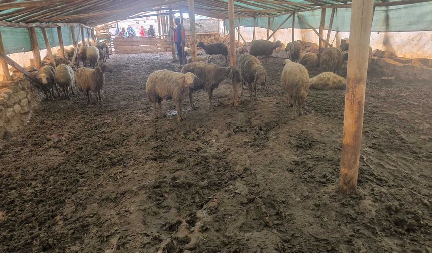 Ağıla giren kurt, 40 koyunu öldürdü
