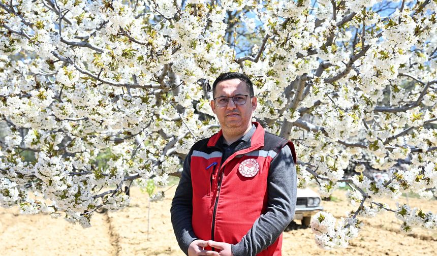 Coğrafi İşaretli Demirci Kirazında Çiçeklenme Başladı: 20 Bin Ton Rekolte Bekleniyor