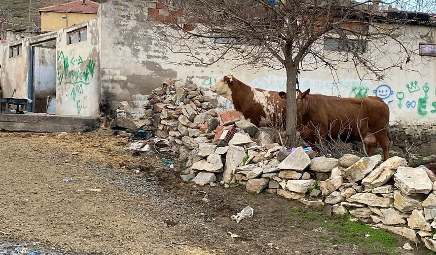 Yozgat'ta ahır çatısı çöktü