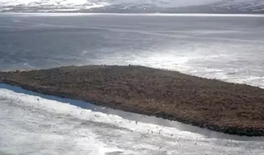 Çıldır Gölü Göçmen Kuşlarla Doldu