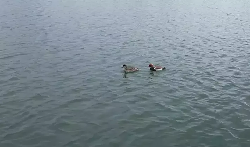 Şarkışla Millet Bahçesi Yeni Misafirlerini Ağırlıyor