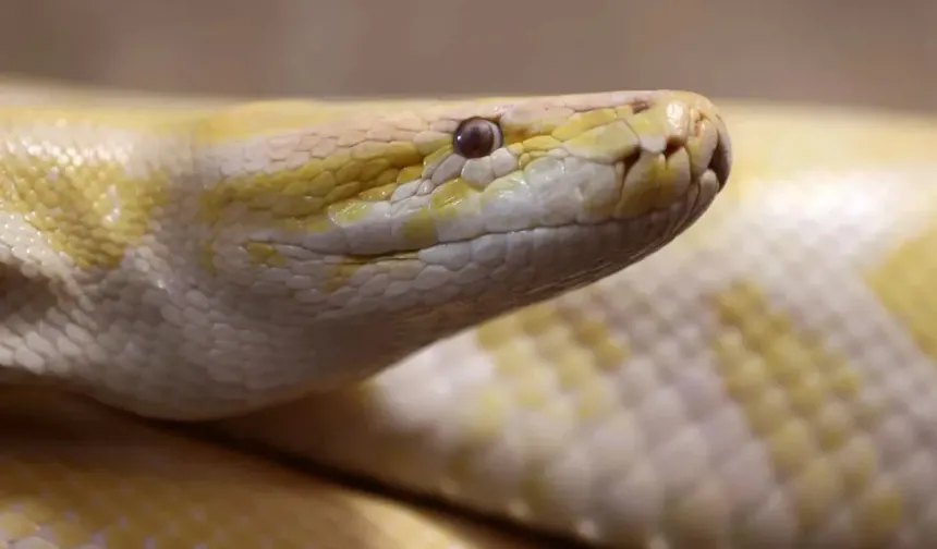 Piton kanından devrim: Yan etkisiz zayıflama ilacı yolda!