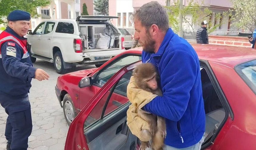 Yozgat'ta köy yolunda maymun bulundu