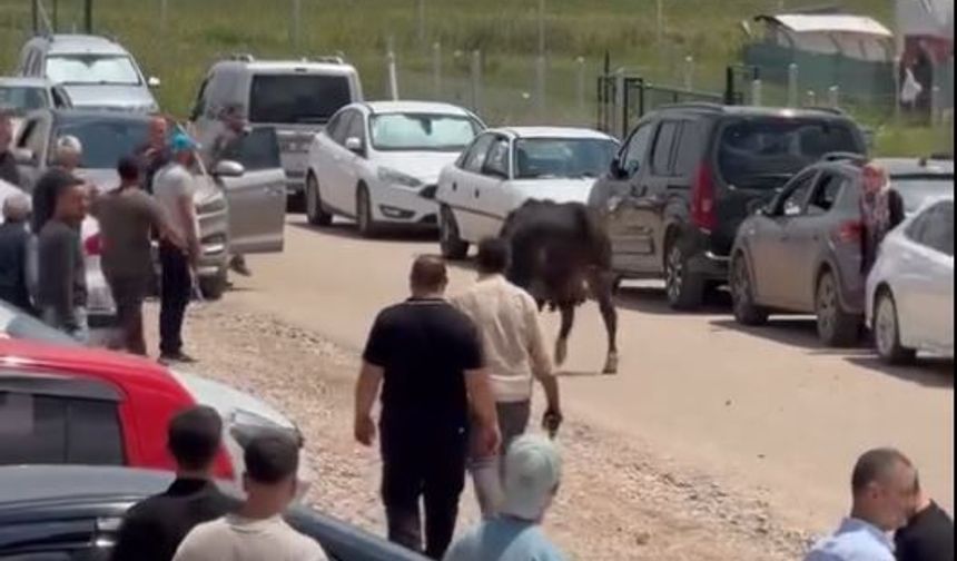 Ankara'da kaçan kurbanlıklar kameralar tarafından kaydedildi