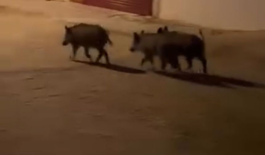Domuz sürüsü mahalleye indi