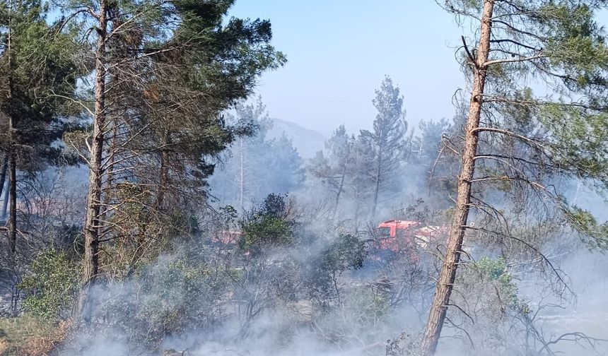 Hatay'da orman yangını