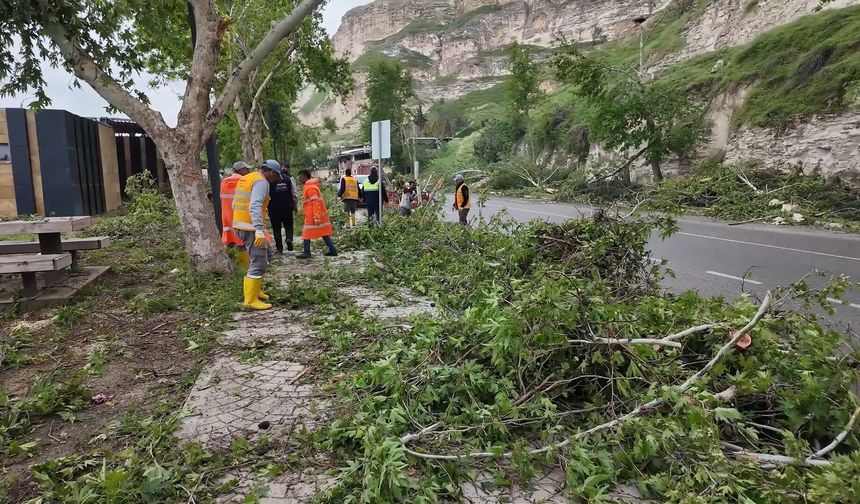 Şanlıurfa'da fırtınada devrilen ağaçlar kaldırılıyor