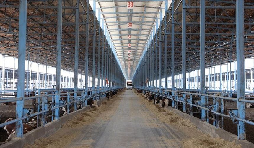 Polatlı’da Besi Çiftliği Faciası: 15 Yaşındaki Çocuk Öldü!