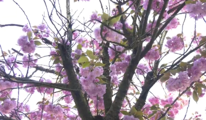 Başkent’te Sakura Güzelliği: Dikmen Vadisi Pembeye Büründü
